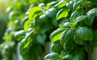 Lush green basil plants in a vertical planter