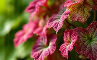 Vibrant Heuchera (Coral Bells) with colorful foliage
