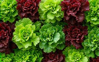 Hydroponic vertical garden growing diverse lettuce mix